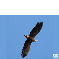 گونه عقاب دریایی دم سفید White tailed Eagle